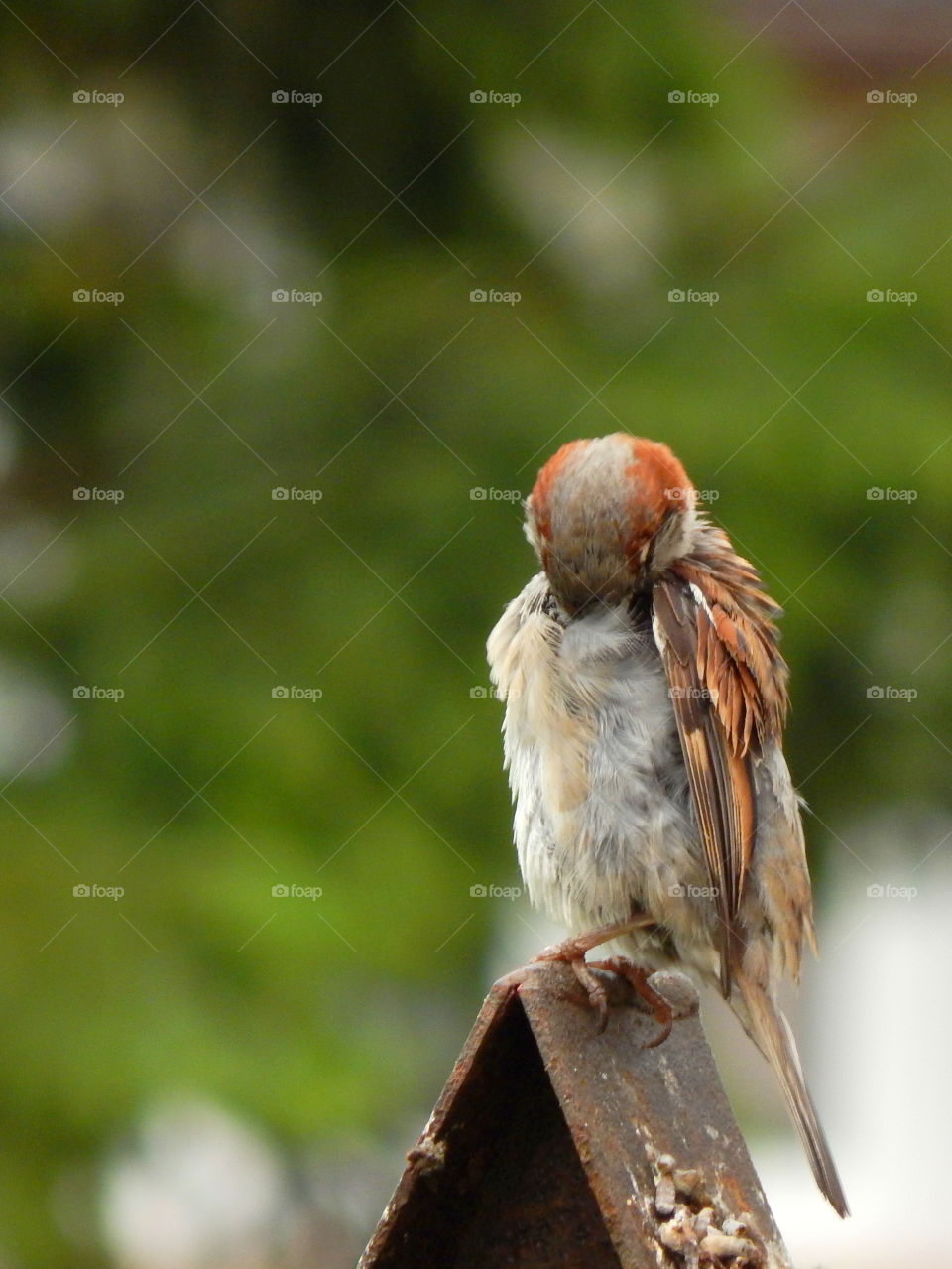 Sparrow is hiding its head
