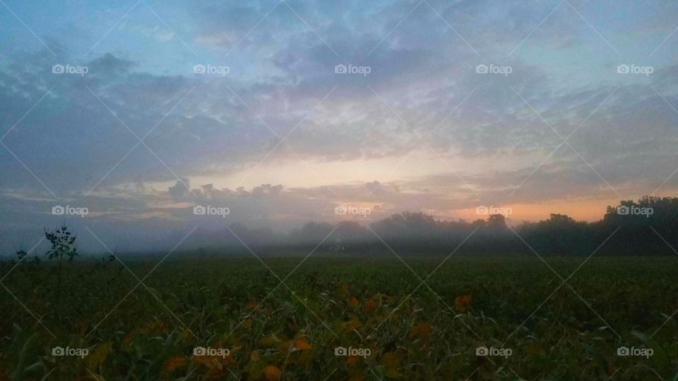 Landscape, Tree, Nature, Sky, Field
