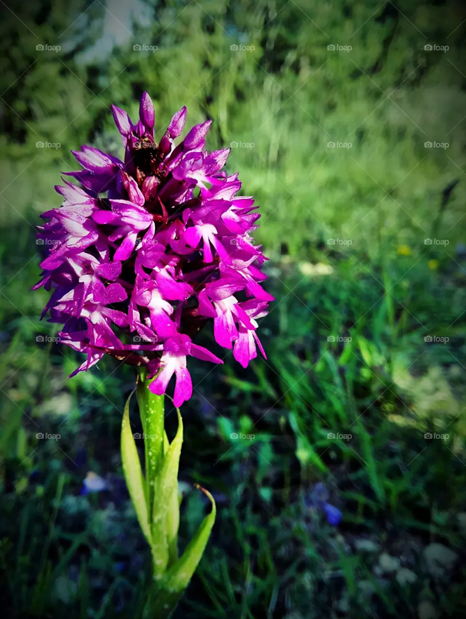 flowers