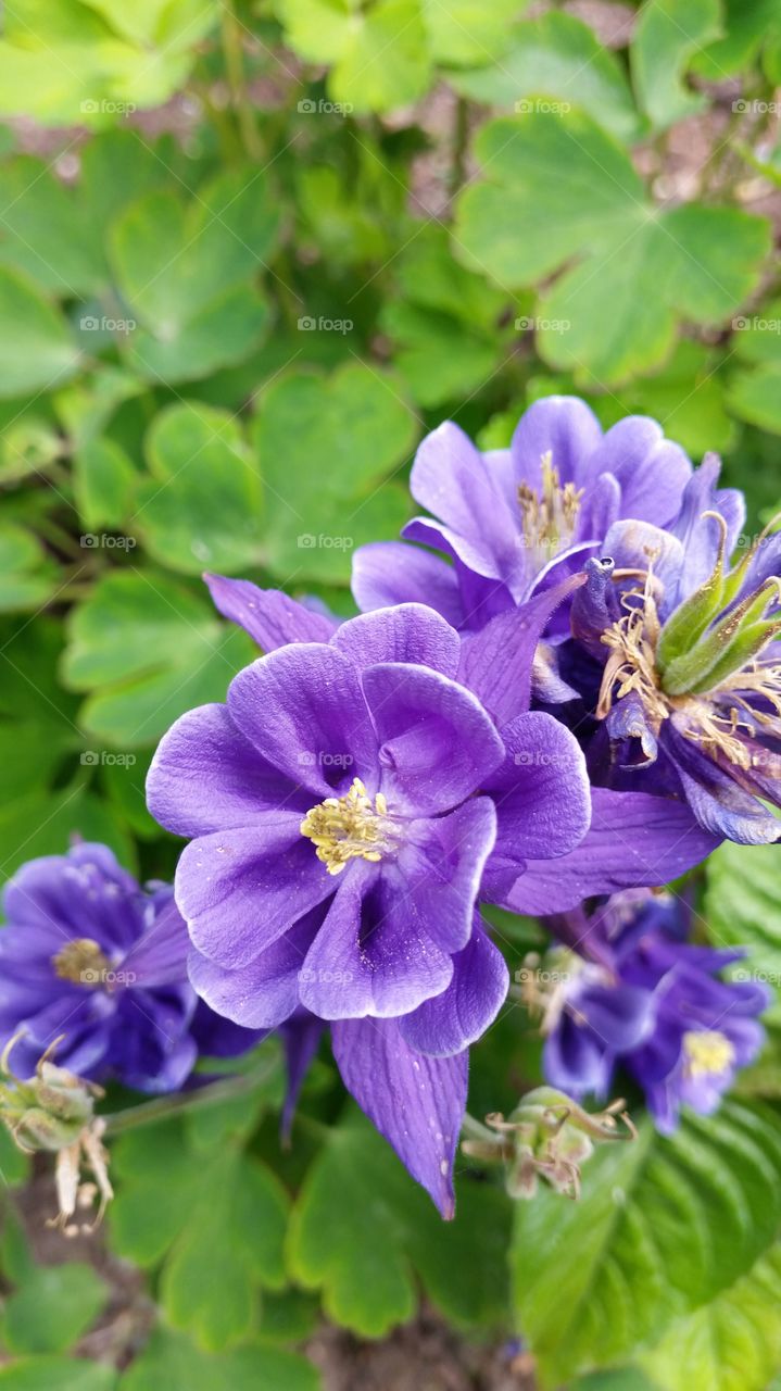 Spring Blooms. Purple Flower