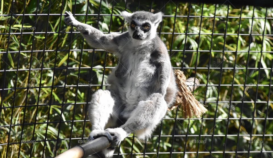 Ring Tail Lemur 