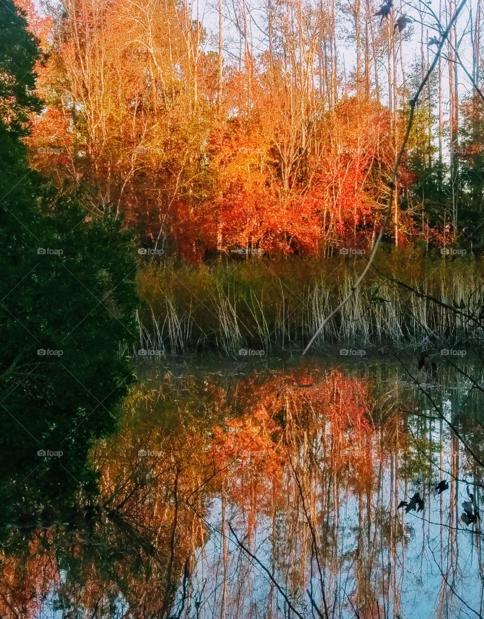 reflection of autumn