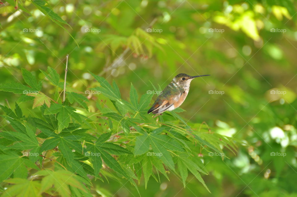 Hummingbird on the tree