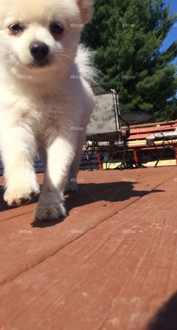 puppy in the summertime