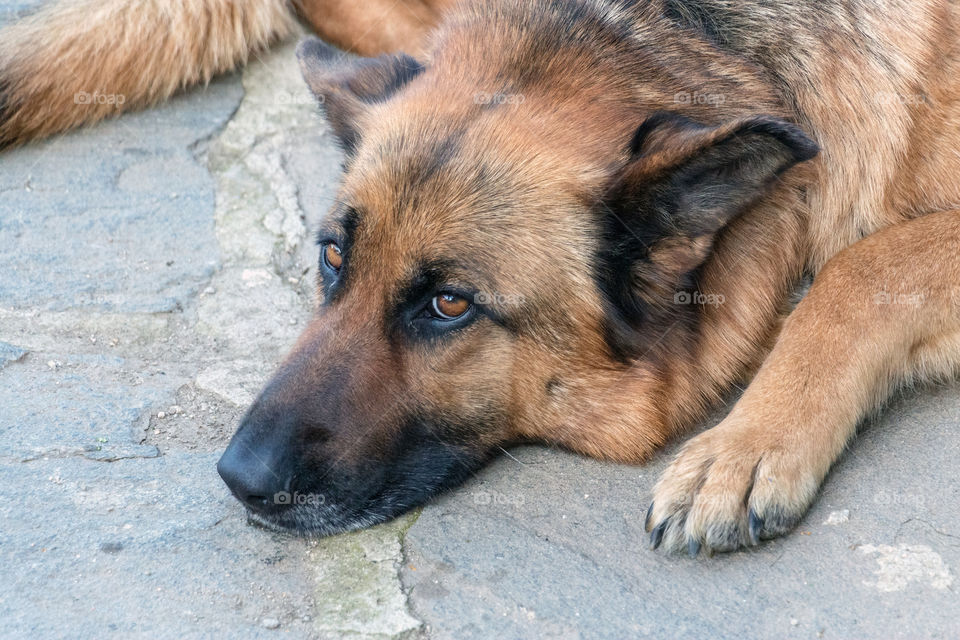 Dog with lovely intelligent look