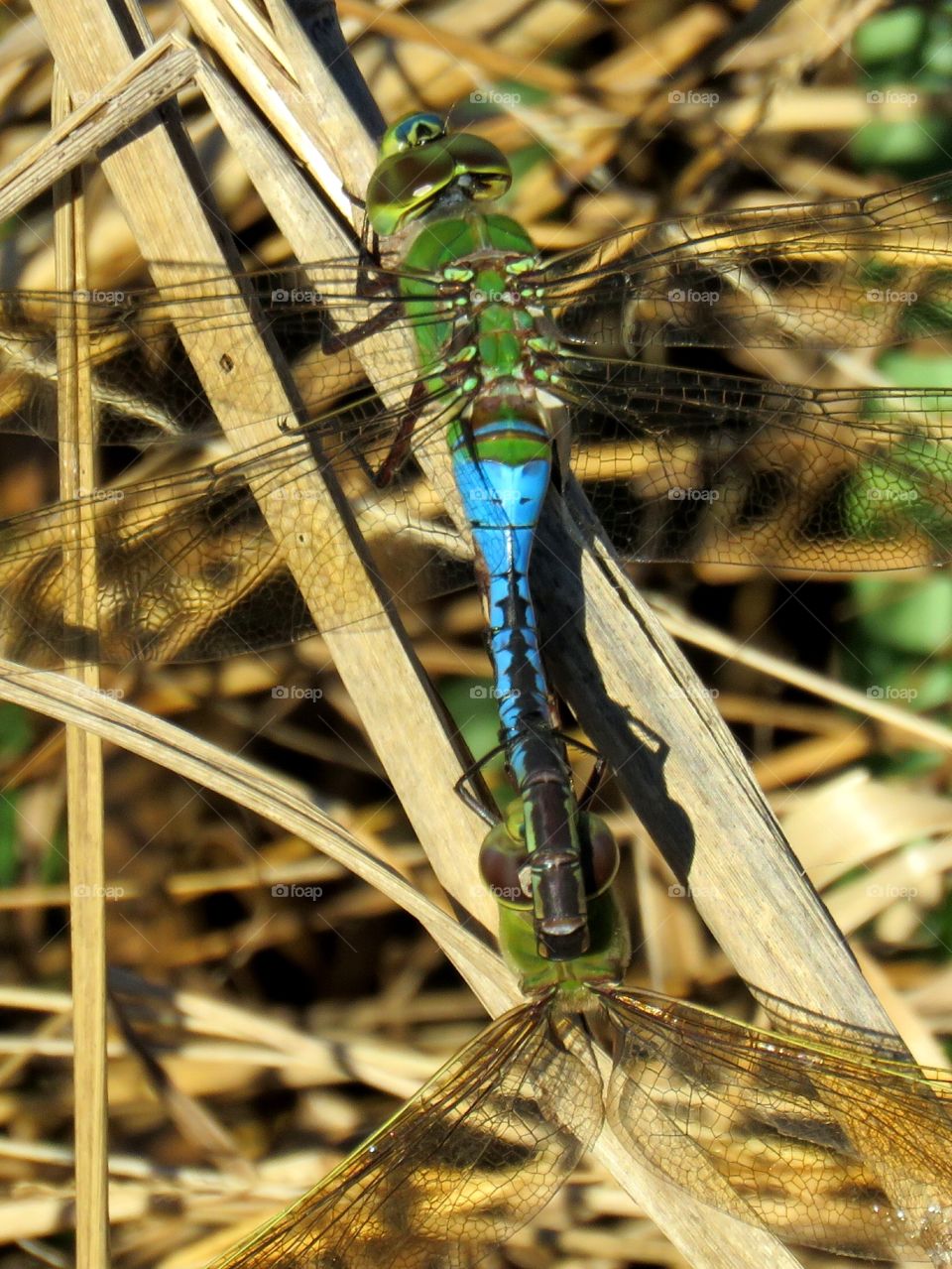 mating darner dragonflies
