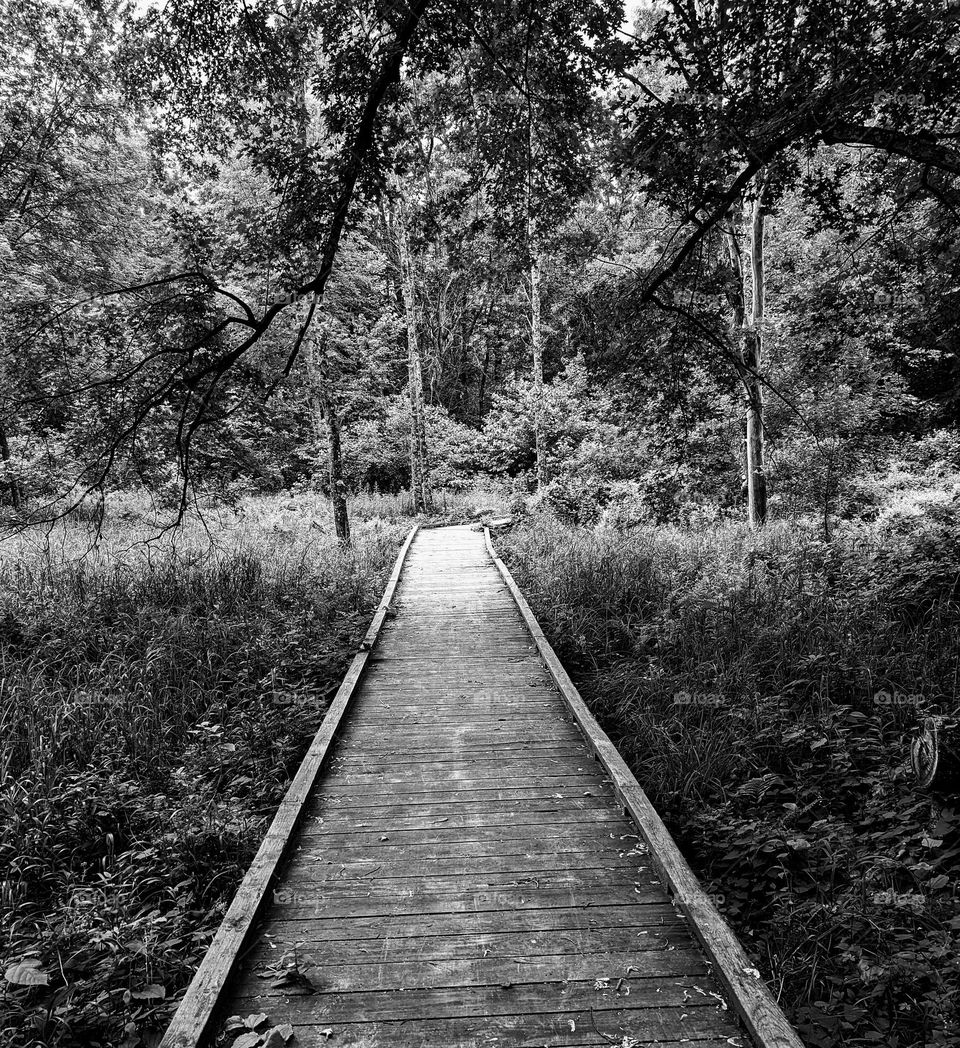 bridge in the woods- black and white