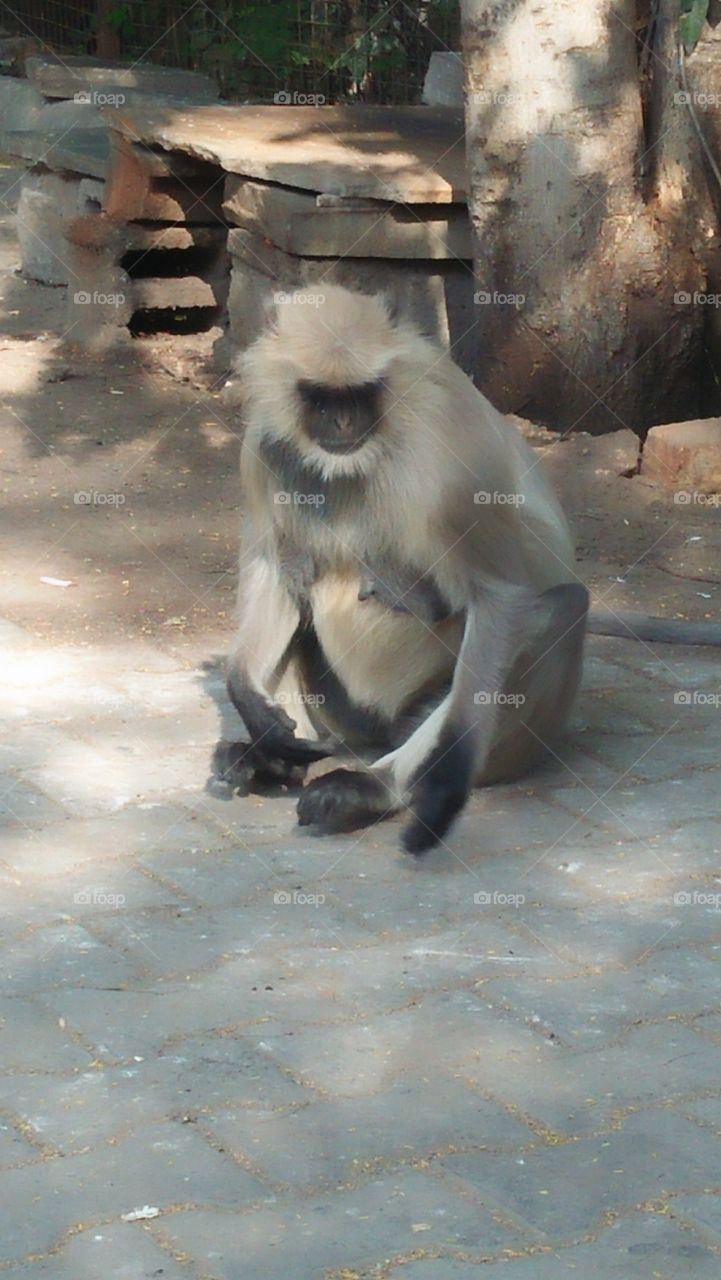 monkey animal
