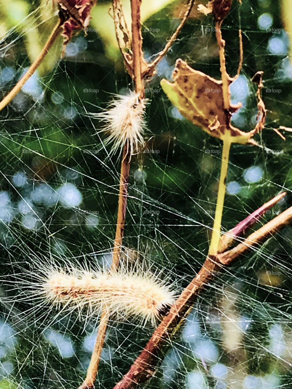 A fall webworm (Hyphantria cunea) is seen weaving the silk web enclosing it’s food, the late summer leaves of hardwood trees. Although their webs are considered unsightly these worms don’t harm a healthy tree & provide food for many other species. 