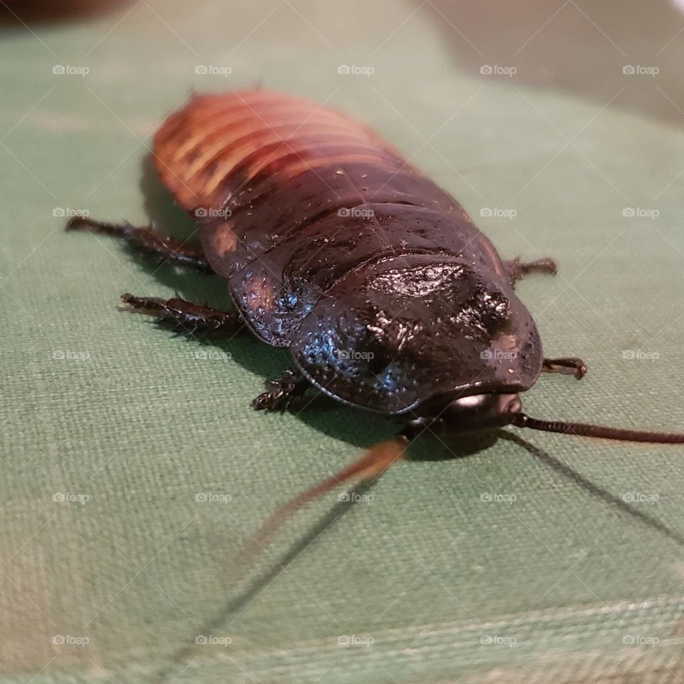 Madagascar hissing cockroach