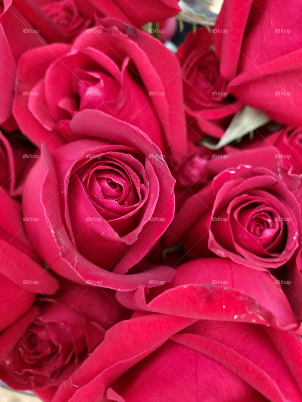 🌹 🇺🇸 Very beautiful flowers to brighten our day. Live nature and its beauty. Did you like the delicate petals? / 🇧🇷 Flores muito bonitas para alegrar nosso dia. Viva a natureza e sua beleza. Gostaram das pétalas delicadas?