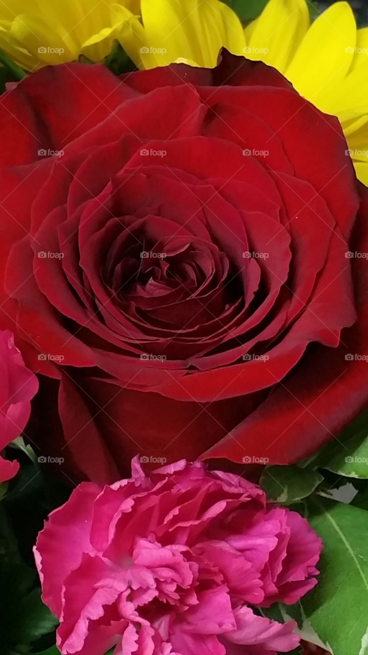red rose & multi color