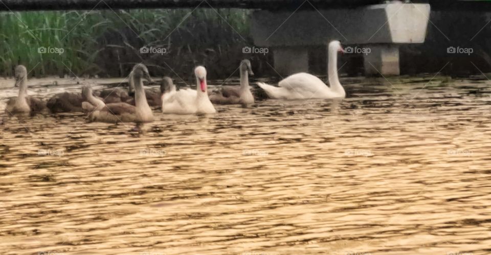 Swan on Motlava river