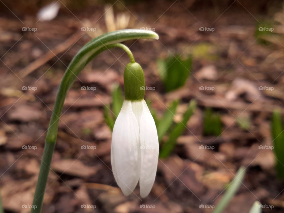 Spring is caming. Snowdrop. Zielona Góra, Poland.