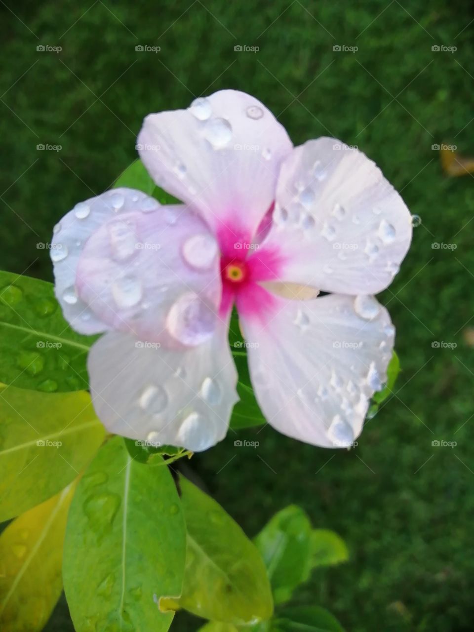 The fresh flower with raindrops.
It looks very nice.