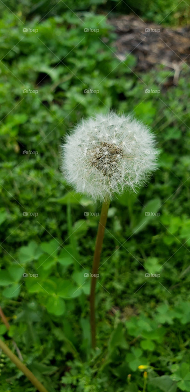 Dandelion
