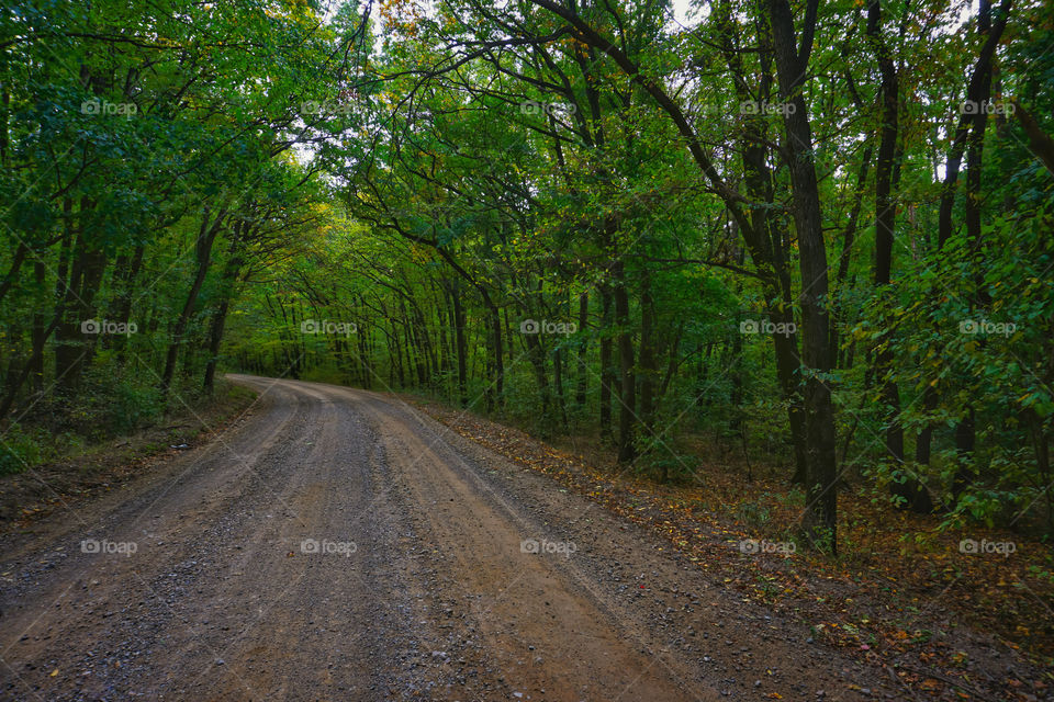 autumnal forest