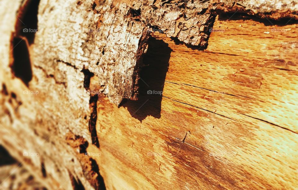 Tree Log