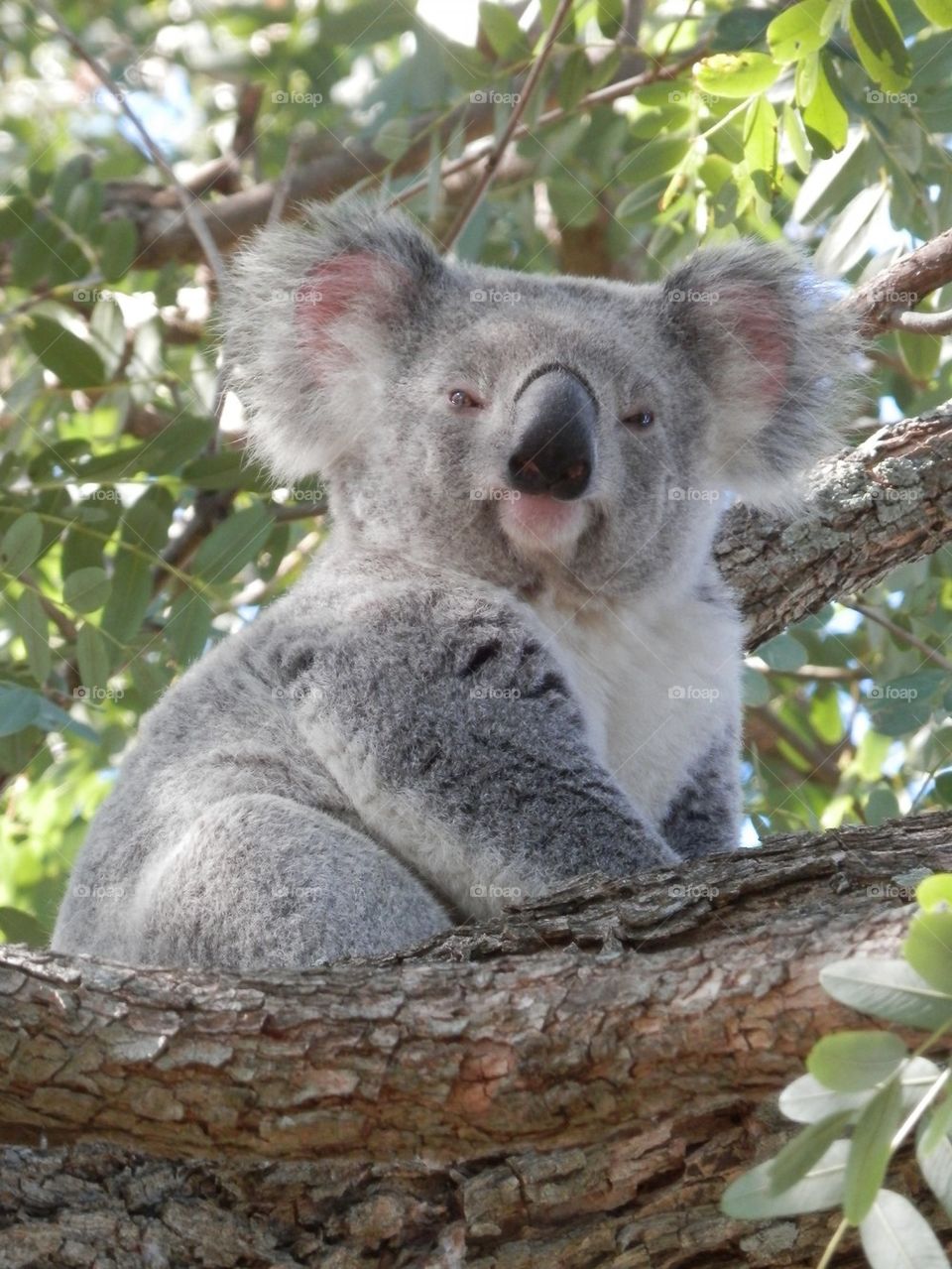 Koala