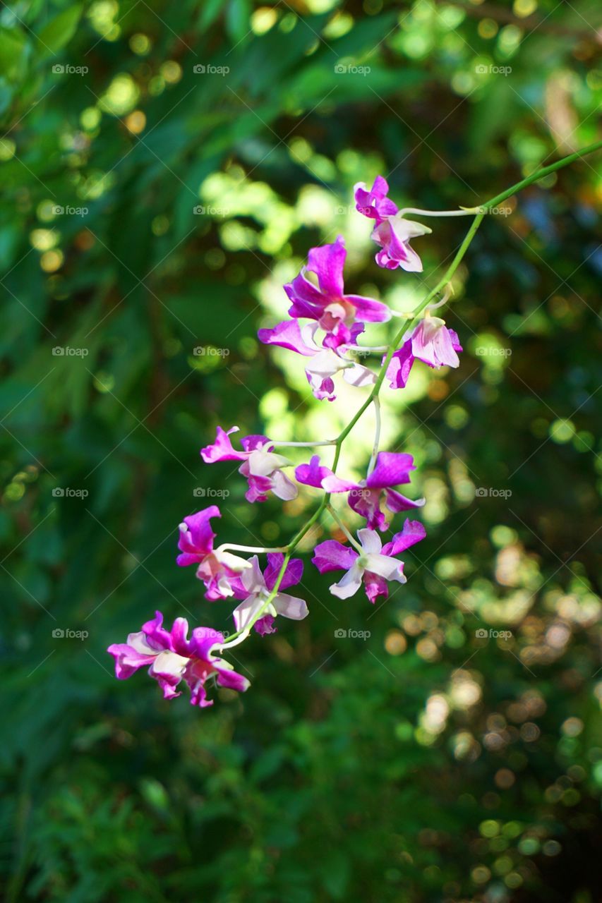 Orchid flower in nature garden