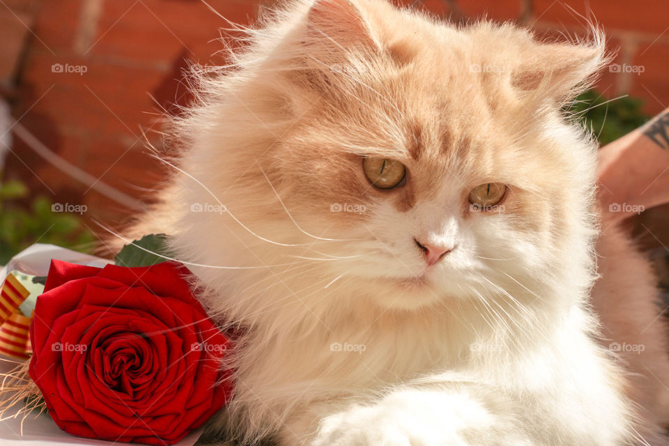 Beautiful cat image