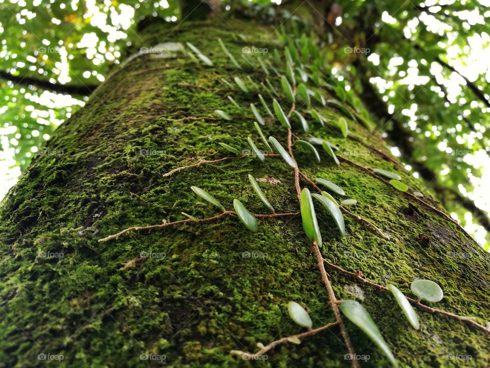 Parasit plant on a tree trunk