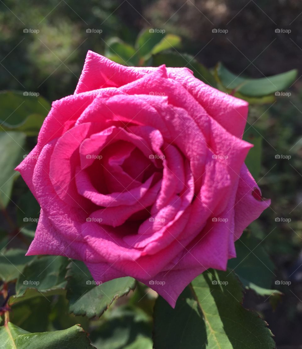 🌺Fim de #cooper!
Suado, cansado e feliz, alongando e curtindo a beleza das #flores (nossa #roseira, sem filtros, clicada ontem).
🏁
#corrida #treino #flor #flowers #pétalas #pétala #jardim #jardinagem #garden #flora #run #running #esporte #alongamento