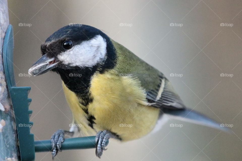 Great tit