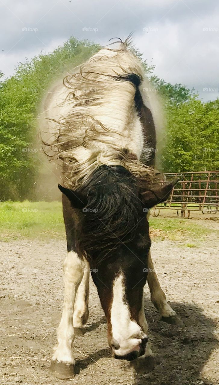 Close up of Bella the paint horse mare shaking off the dirt and snorting after a good roll in the South Georgia woods. 