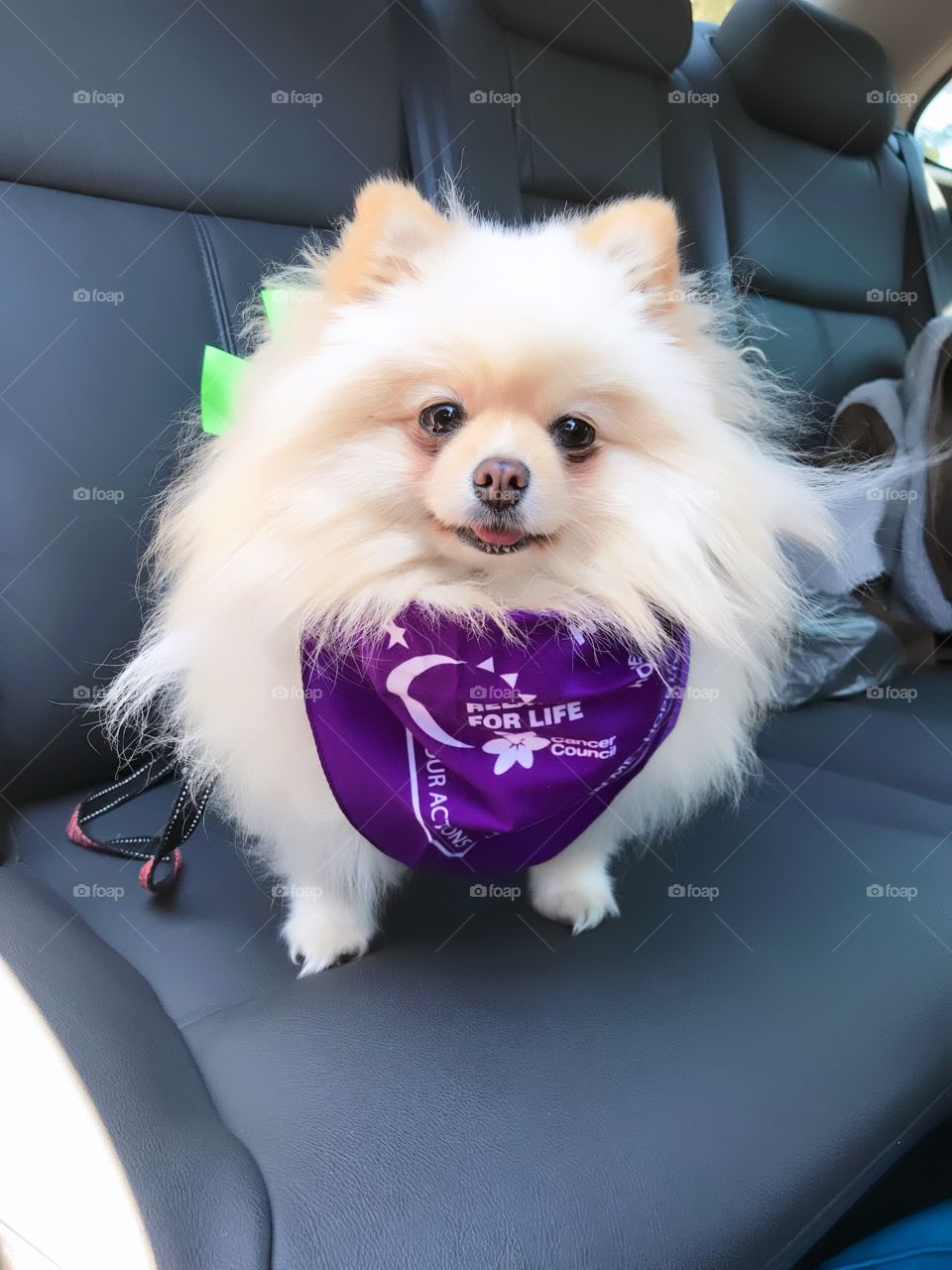 Dressing for my Pom to an event Bark for life in Melbourne Australia 