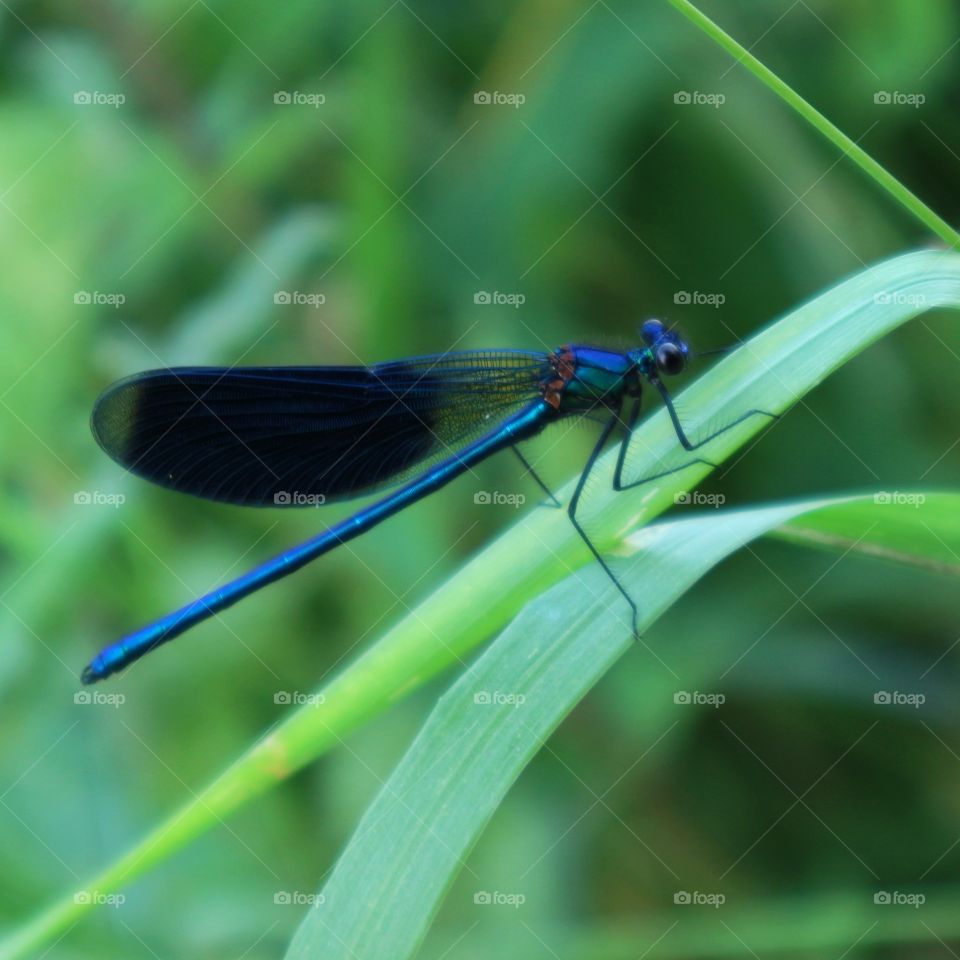 Dragonfly