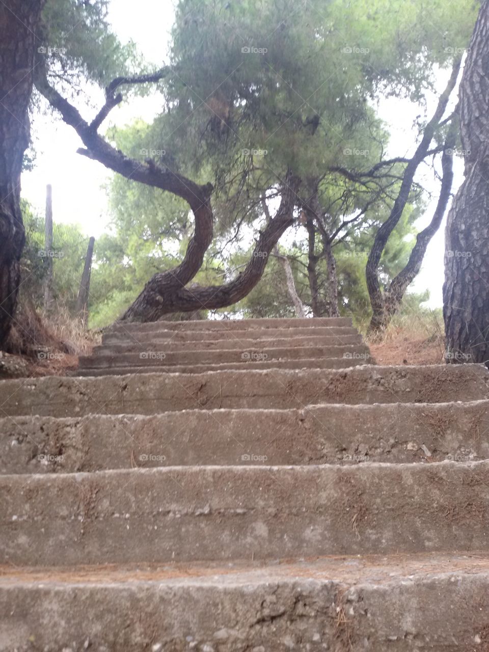 Olive tree in the forest