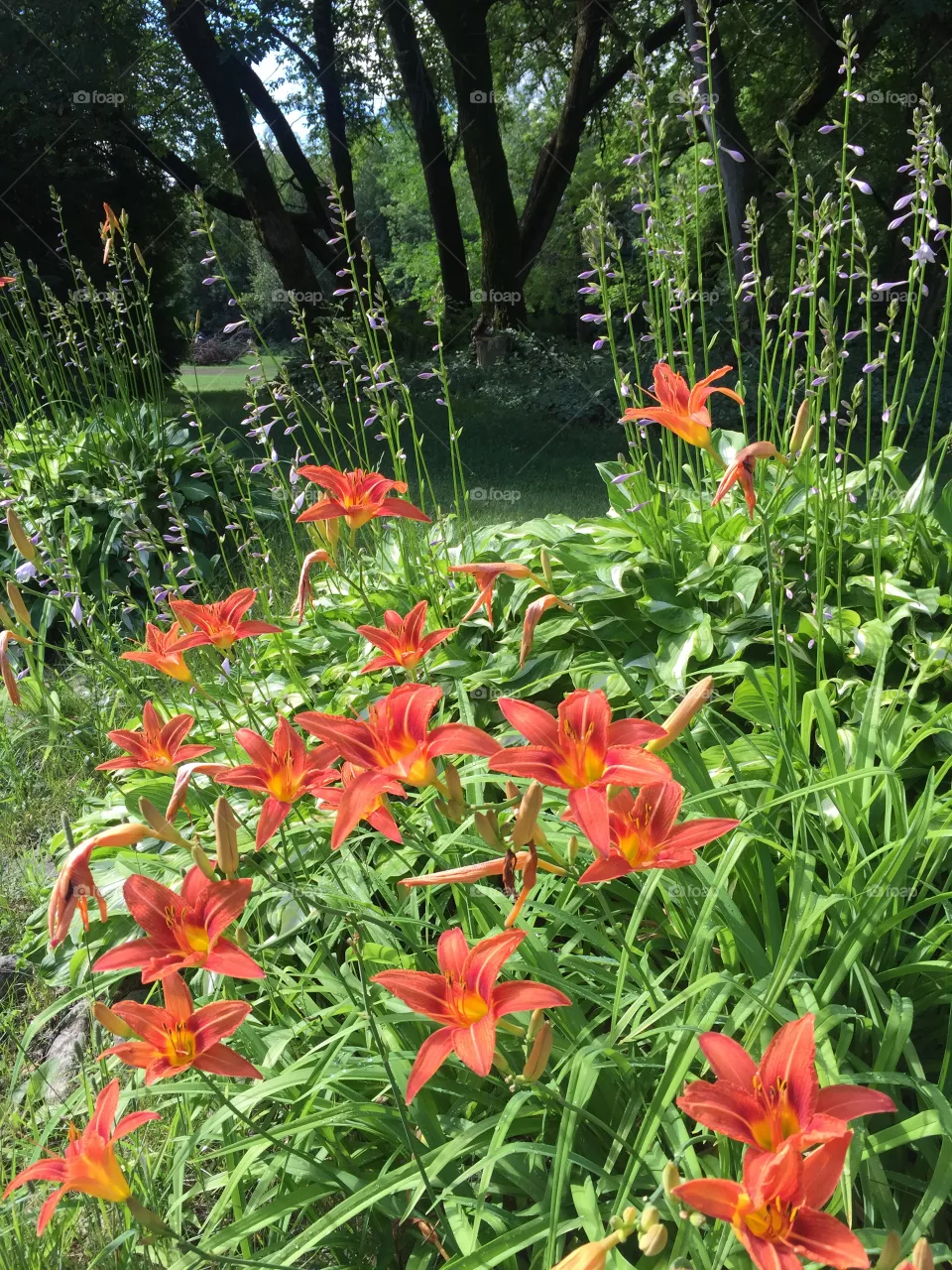 Orange lily