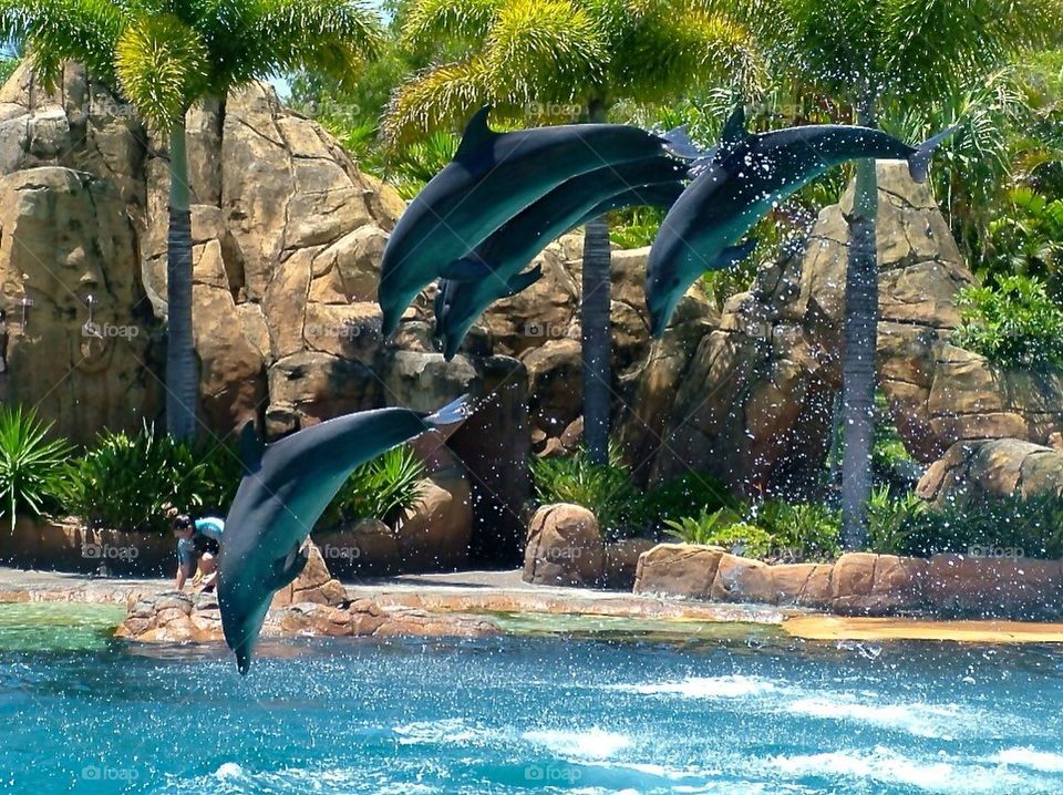 Flying Dolphins 2