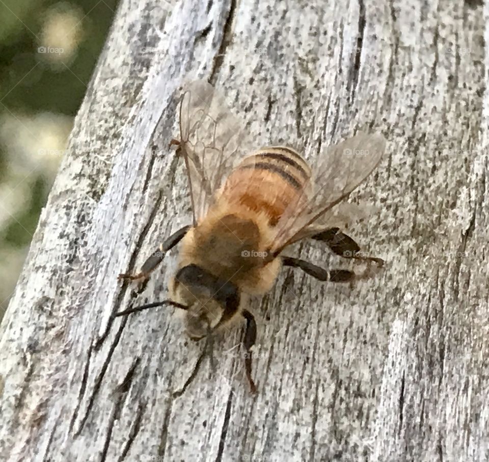 Bee on wooden railing 5