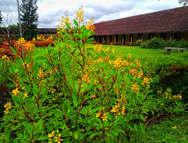 Rare and different type of flowers in yellow colour