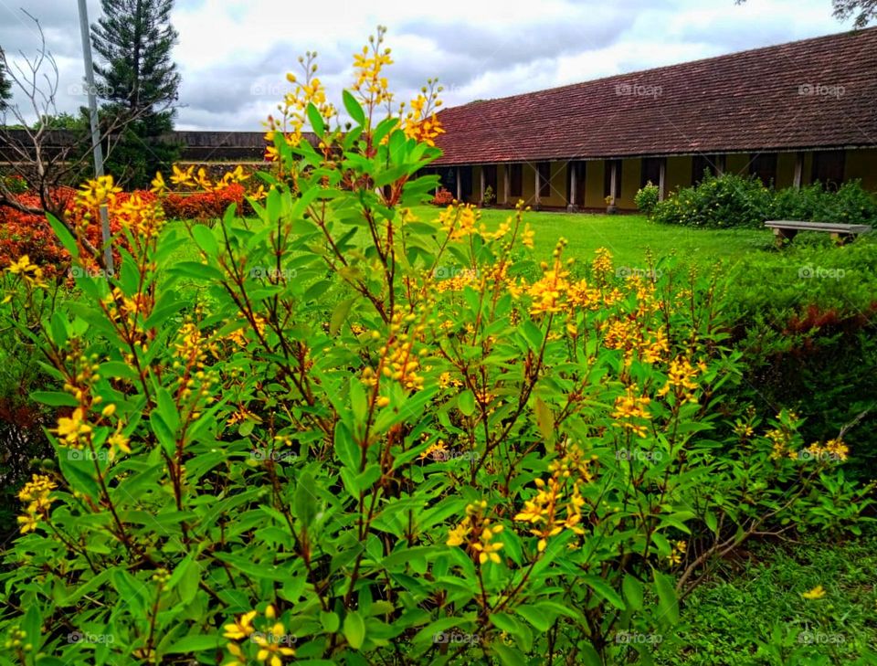 Rare and different type of flowers in yellow colour