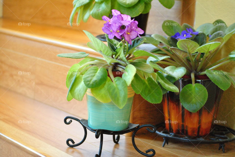 african violets