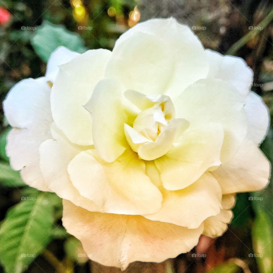 rosa branca