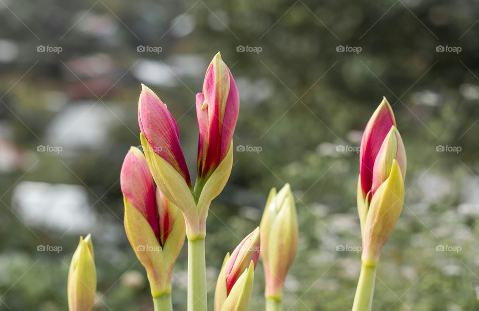 beautiful pink buds of flowering plant