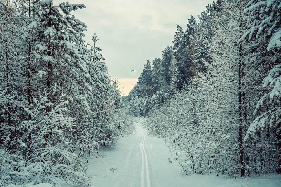 Siberian forest