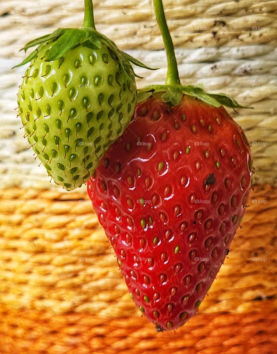 Strawberry,  the little one still green and the big one red .Ready to eat.