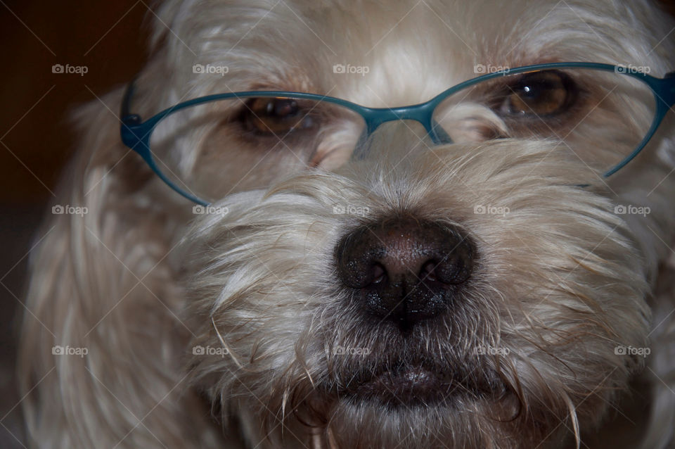glasses dog funny pet by resnikoffdavid