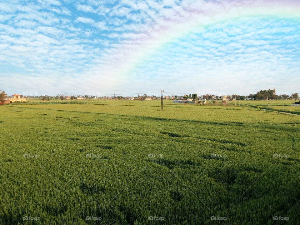 Green field with blue sky and rainbow