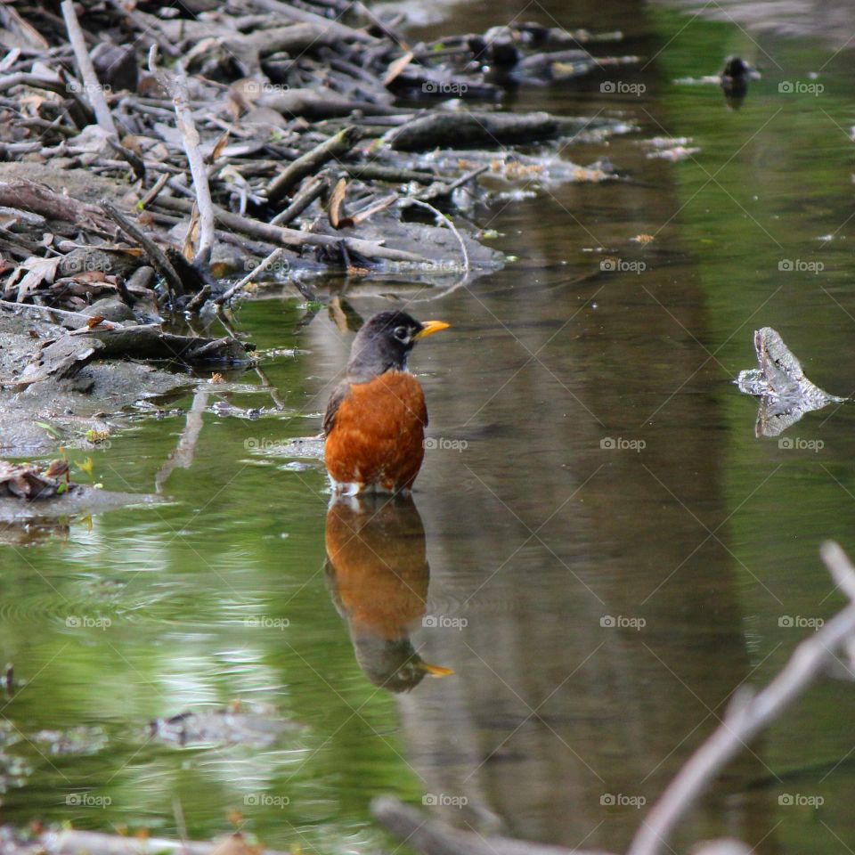 Reflecting robin 