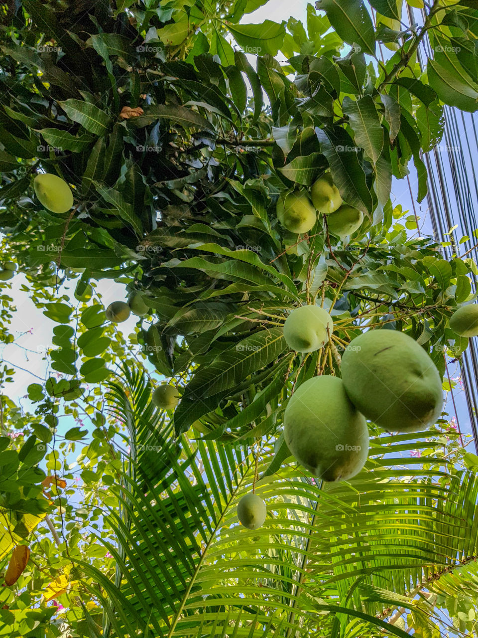 Mango on Tree