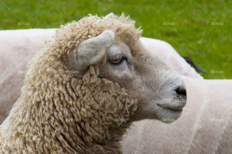 AUCKLAND, NEW ZEALAND THE SHEEP FARM