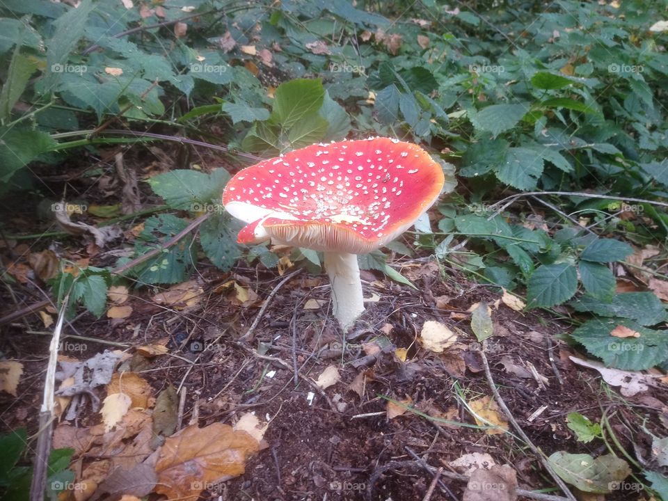 Large red mushroom with white dots on the floor of the forest. Name: Fly agaric (Amanita muscaria).