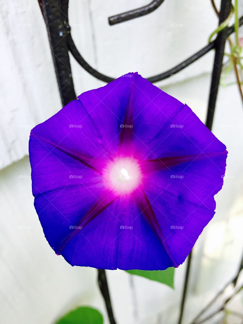 Magnificent morning glory