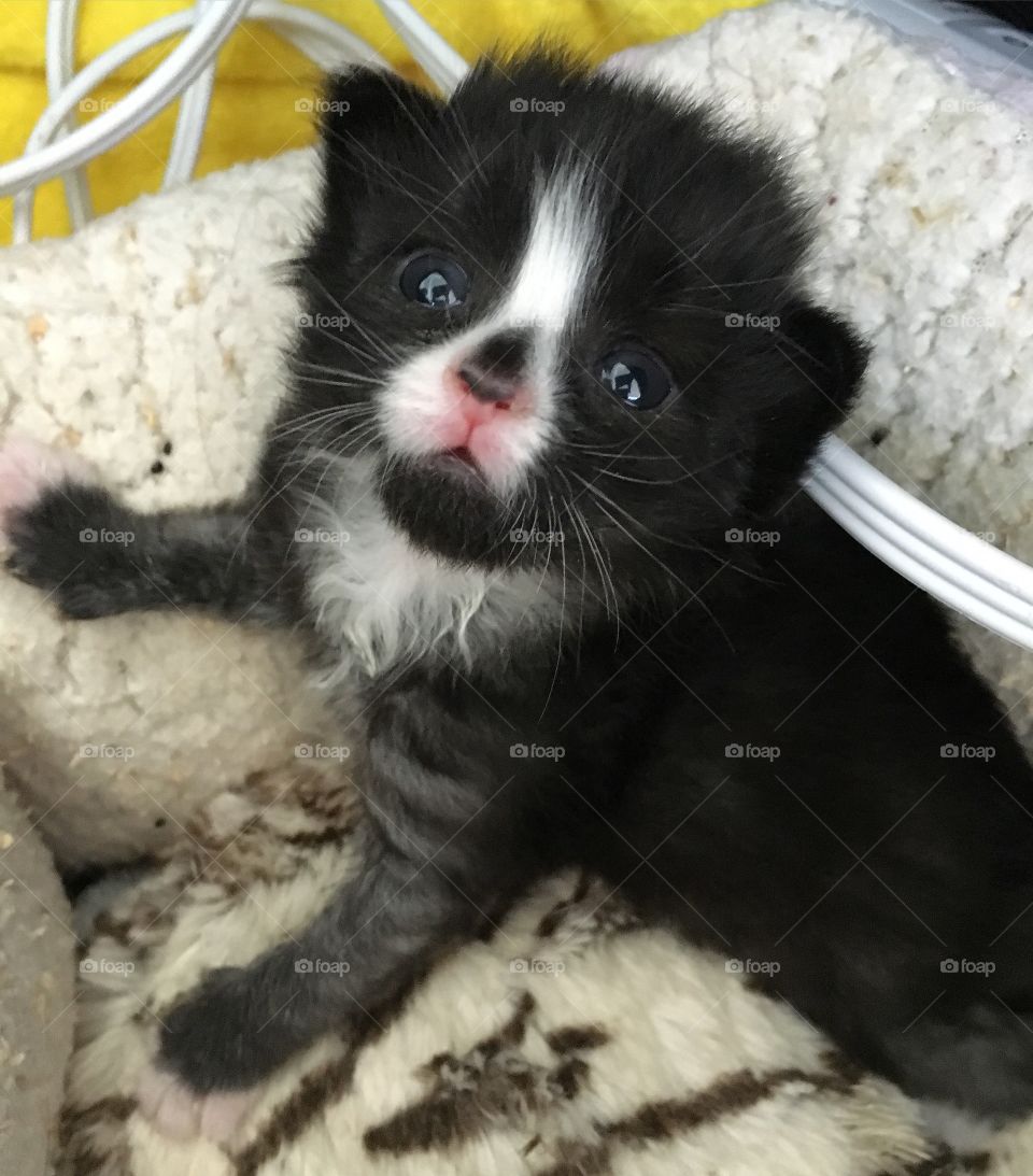 Tiny baby kitten